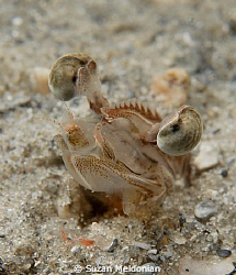 I find close up shots very revealing. For example -this s... by Suzan Meldonian 